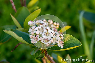 Aronia melanocarpa flowers and leaves closeup Stock Photo