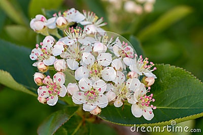 Aronia melanocarpa flowers and leaves closeup Stock Photo