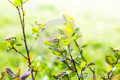 Aronia Stock Photo