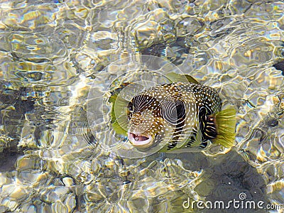 Arothron hispidus fish. Stock Photo