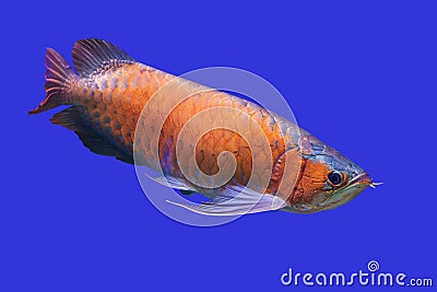 Arowana Stock Photo