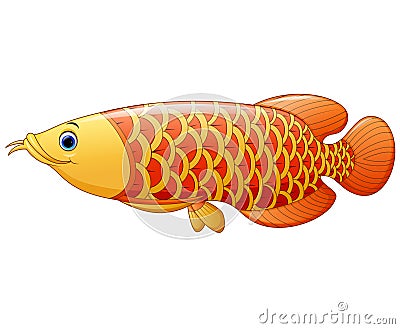 Arowana fish Vector Illustration