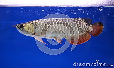 Arowana fish, pet Stock Photo