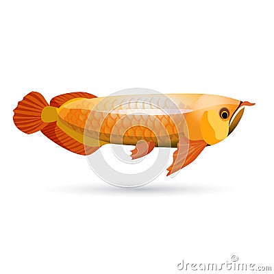 Arowana freshwater bony fish known as bonytongues on white Vector Illustration