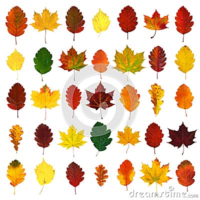 Arranged colorful yellow, red, orange, green hawthorn, maple, oak fall leaves Stock Photo