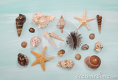 Arrangement of different shells and starfishes on blue or turquoise wooden background. Stock Photo