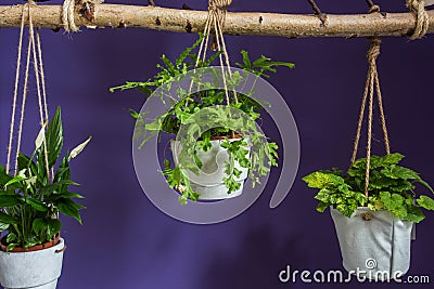 Arrangement of hanging flowerpots with green house plants and colorful wall, modern design for the livingroom Stock Photo