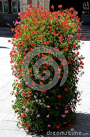 Flower pyramid in the urban environment in the pedestrian zone blooms red and white annuals this is a seasonal ornamental column Stock Photo