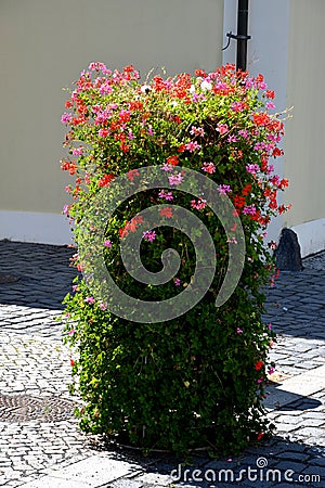 Flower pyramid in the urban environment in the pedestrian zone blooms red and white annuals this is a seasonal ornamental column Stock Photo