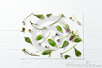 An arrangement of spring plants and flowers Stock Photo