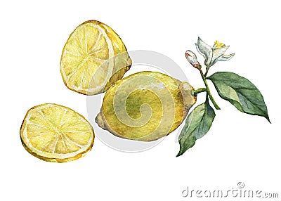 Arrangement with whole and slice fresh citrus fruit lemon with green leaves and flowers. Stock Photo