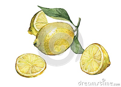 Arrangement with whole and slice fresh citrus fruit lemon with green leaves and flowers. Stock Photo