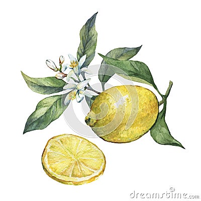 Arrangement with whole and slice fresh citrus fruit lemon with green leaves and flowers. Stock Photo