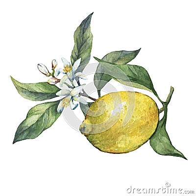 Arrangement with whole and slice fresh citrus fruit lemon with green leaves and flowers. Stock Photo