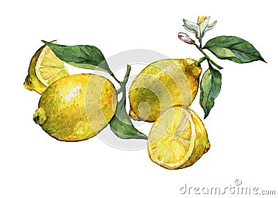 Arrangement with whole and slice fresh citrus fruit lemon Stock Photo