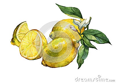 Arrangement with whole and slice fresh citrus fruit lemon Stock Photo
