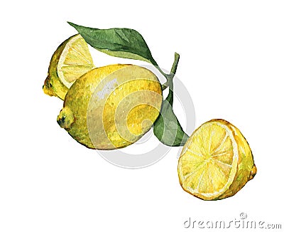 Arrangement with whole and slice fresh citrus fruit lemon with green leaves and flowers. Stock Photo