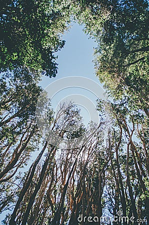 Arrayan trees Stock Photo