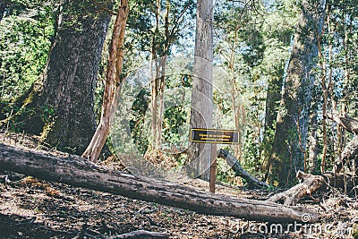 Arrayan trees Stock Photo