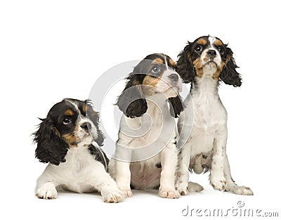 arrogante-koning-charles-spaniel-3-maand