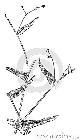 Arrow-Leaved and Halberd-Leaved Tearthumbs vintage illustration Vector Illustration