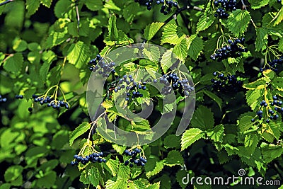 Arrowwood Fruits 51232 Stock Photo