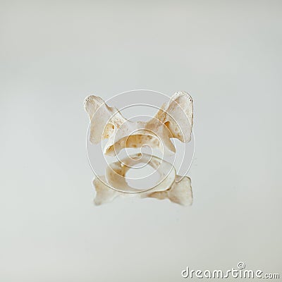 Ars Moriendi - Surreal Floating Bone Small Pelvis Stock Photo