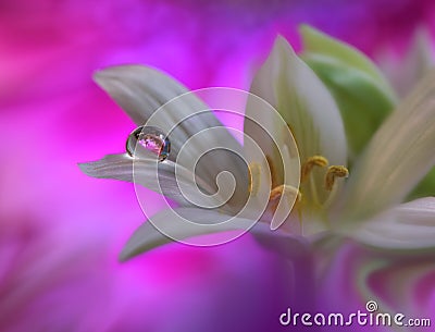 Art Abstract spring floral background for design.Droplet, drop.Purple,flower.Web banner.Border background.Beautiful Nature. Stock Photo