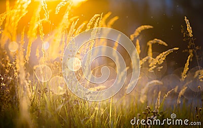 Art autumn sunny nature background Stock Photo