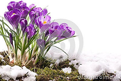 Art Beautiful Spring Flowers Stock Photo