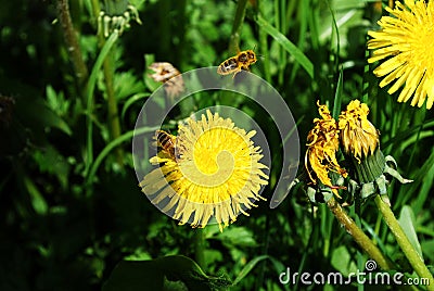 Art Beautiful spring flowers yellow background Stock Photo