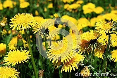 Art Beautiful spring flowers yellow background Stock Photo