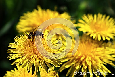 Art Beautiful spring flowers yellow background Stock Photo