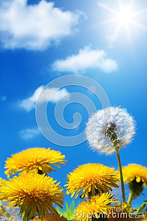 Art Beautiful spring or summer flowers background Stock Photo