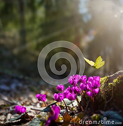 Art Beautiful wild pink flower fresh spring morning on nature and fluttering butterfly on spring forest background, macro. Stock Photo