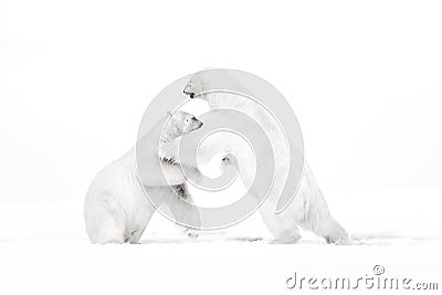 Art, black and white photo of two polar bears fighting on drift ice in Arctic Svalbard. Animal fight in white snow. White wildlife Stock Photo