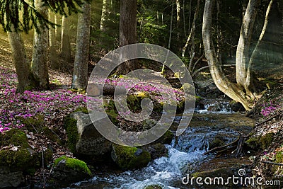 Blooming spring forest; Mountain stream and spring flowers Stock Photo