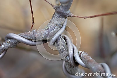 Bonsai tree Wrapped wire Stock Photo