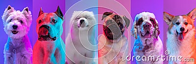 Art collage made of funny dogs different breeds on multicolored studio background in neon light. Stock Photo