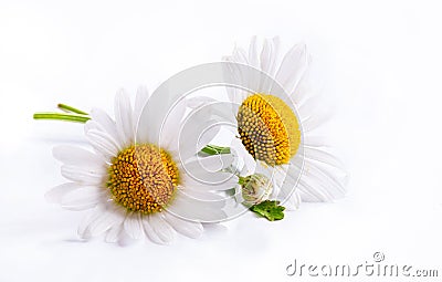 Art daisies spring white flower isolated on white background Stock Photo