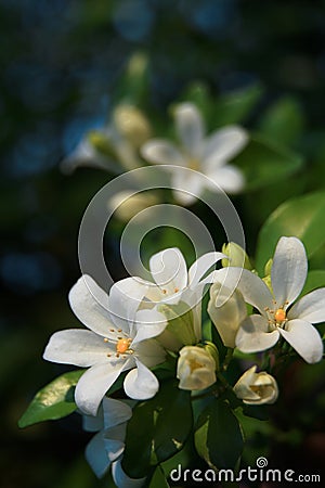 Orange jasmine. Murraya paniculata, Chalcas exotica, Murraya exotica, white flowers. Stock Photo