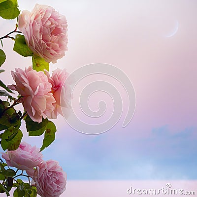 Art flowers roses romantic evening on Park Lake Stock Photo