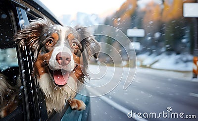 Art Funny cute dog looking out of the car window on the road. Winter travel with pets. Family trip on winter vacation Stock Photo