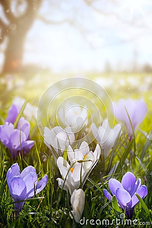 Art Happy Easter day; Spring flowers on sunny field Stock Photo