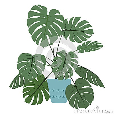 Monstera houseplant in blue ceramic pot. Vector Illustration