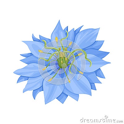 Nigella sativa flower isolated. Vector cartoon flat illustration, icon. Vector Illustration