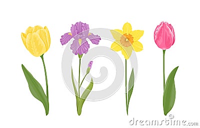 Spring flowers set. Blooming yellow and pink tulip, purple iris and narcissus with stems and green leaves isolated Vector Illustration