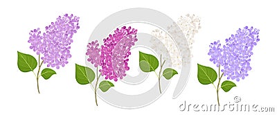 Branches of blooming lilac flowers of different colors. Vector Illustration