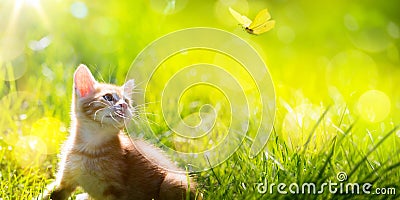 Art little kitten hunting a butterfly Stock Photo