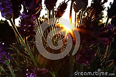 LAVENDER IN NATUR. MACRO PHOTO. FLOWER IN BACK LIGHT Stock Photo